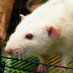 Ann Arbor Pest Control: Rats and Mice