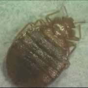 A dead bed bug