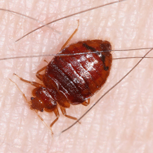 Ann Arbor Pest Control: Bed Bugs
