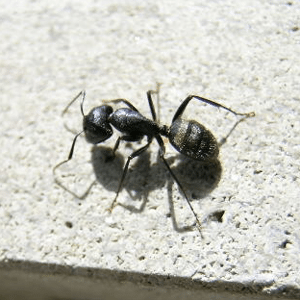 Michigan Ant Removal