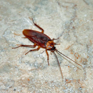 Ann Arbor Pest Control: Cockroaches