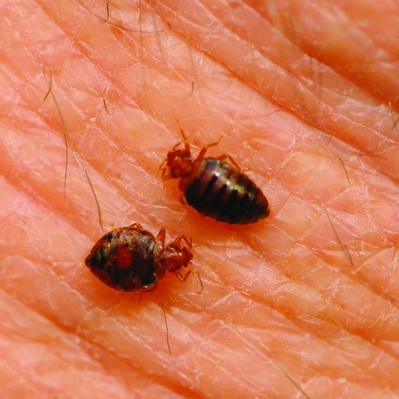 Bed bugs feeding on human skin