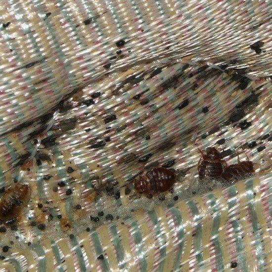 Bed bugs in a mattress