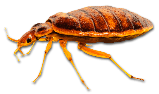 Bed Bug Identification