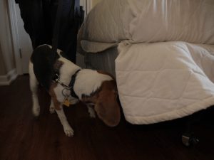 K-9 Detective performing a bed bug inspection on a bed