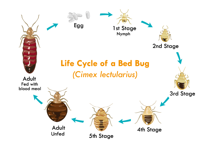 A diagram of the various sizes a bed bug achieves during its life