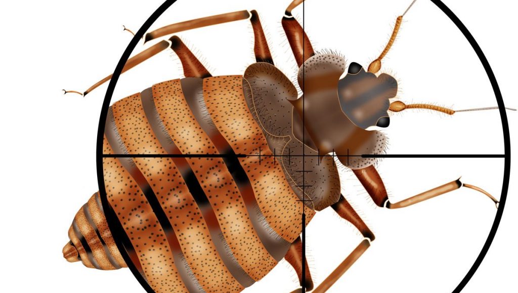 Pronto Pest Managent's 3-Phase Bed Bug Removal Plan