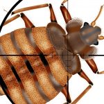 Pronto Pest Managents 3-Phase Bed Bug Removal Plan