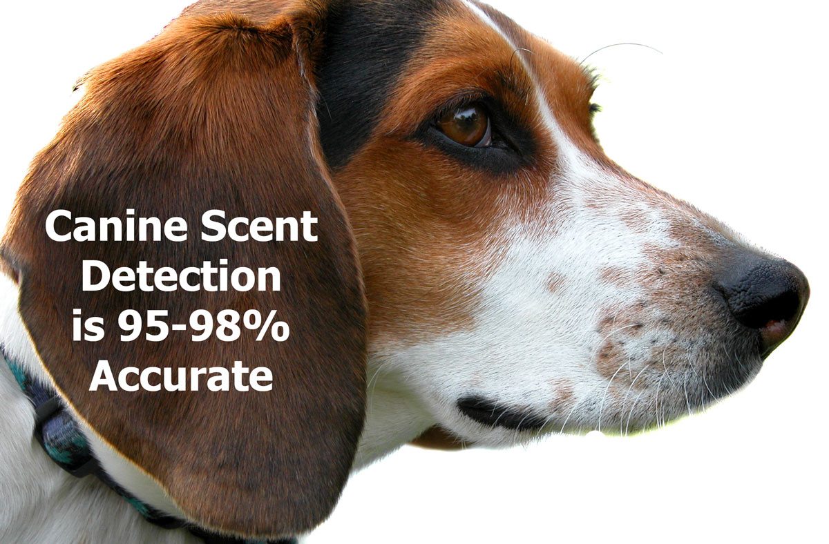 Canine Bed Bug Detection is 95-98% accurate