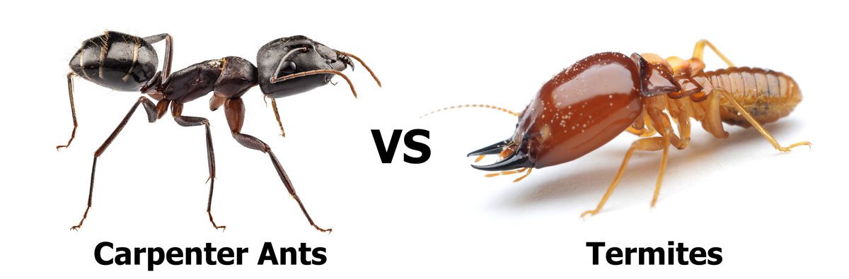Carpenter Ants vs Termites