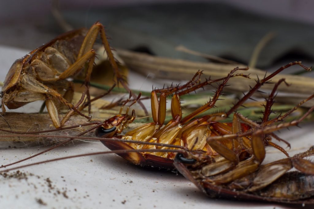 Cockroaches can survive lots of things, but a nuclear blast is not one of them