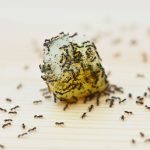 Once a food source has been located, ants will leave a scent trail so the rest of their colony can find it.
