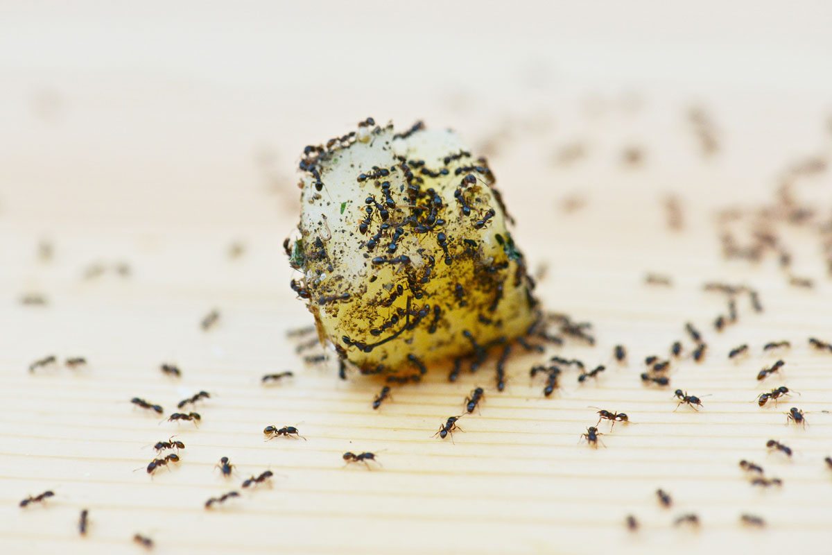 Once a food source has been located, ants will leave a scent trail so the rest of their colony can find it.