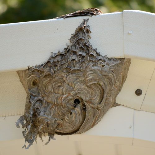 Bee hive on house
