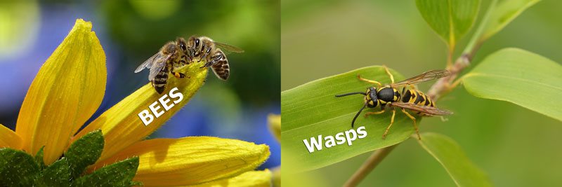 The visual difference between bees and wasps