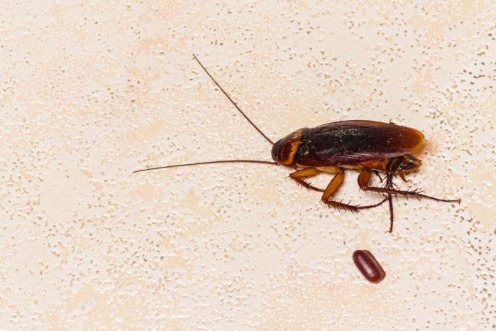 Cockroach with egg