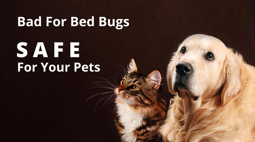 Our chemical bed bug treatments are safe for pets