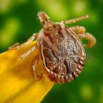 How to avoid ticks while camping!