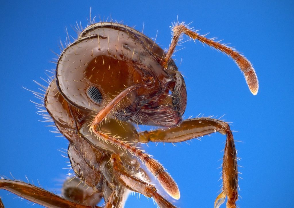 Fire Ant Bite Treatment