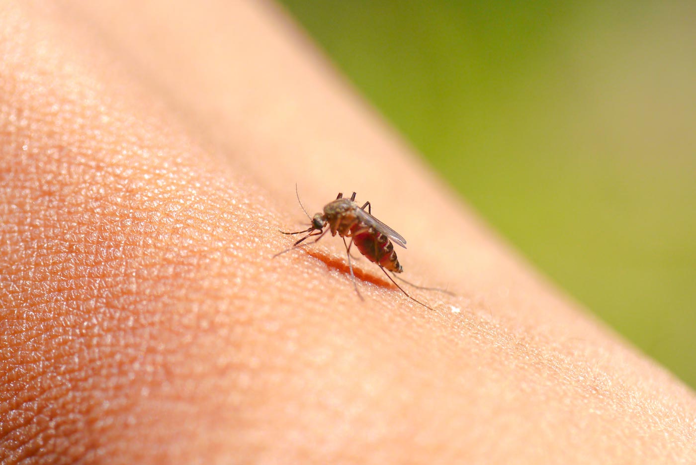 Most common bug bites
