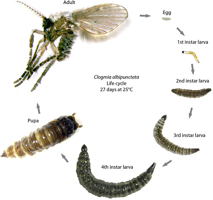 Drain Fly life cycle