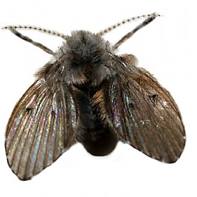 Drain fly