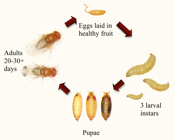 Fruit fly life cycle