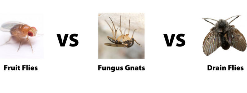 fruit fly vs fungus gnat vs drain fly