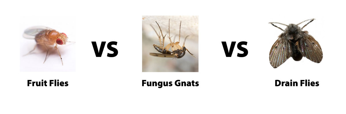 fruit fly vs fungus gnat vs drain fly