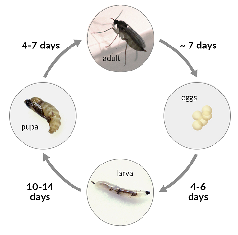 Fungus Gnat life cycle