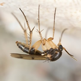 Fruit Flies, Gnats or Drain Flies - Pronto Pest Management