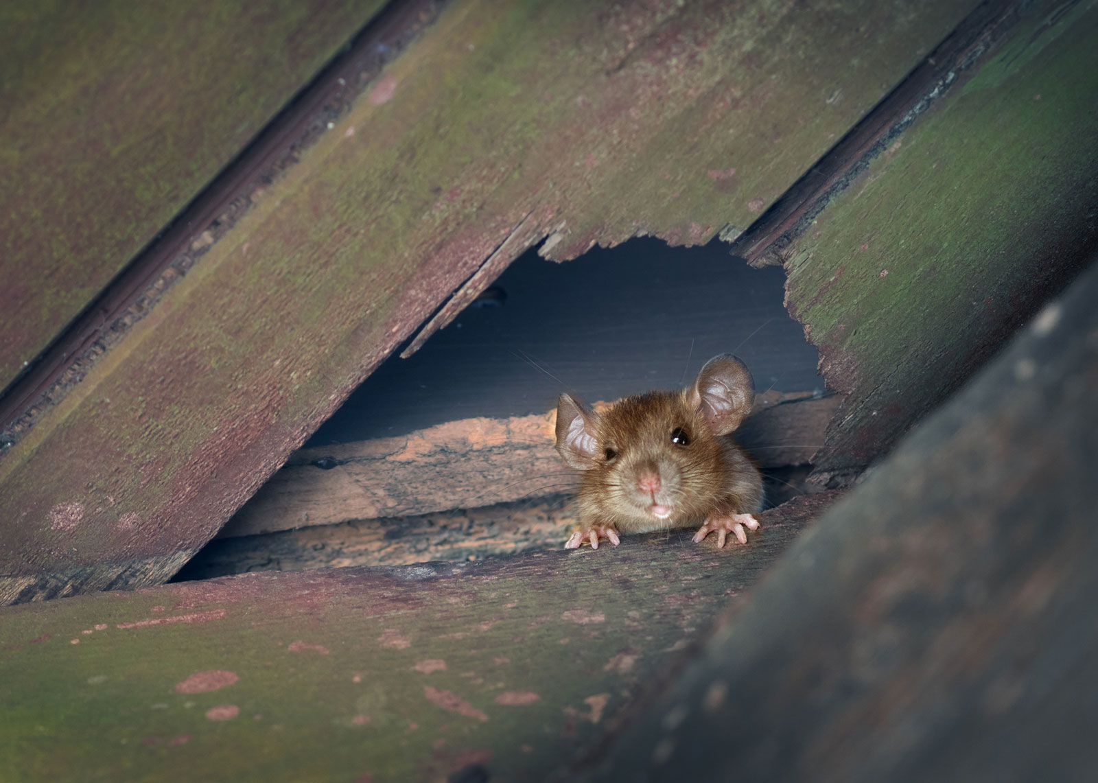 Rats Exterminator Detroit - Pronto Pest Management