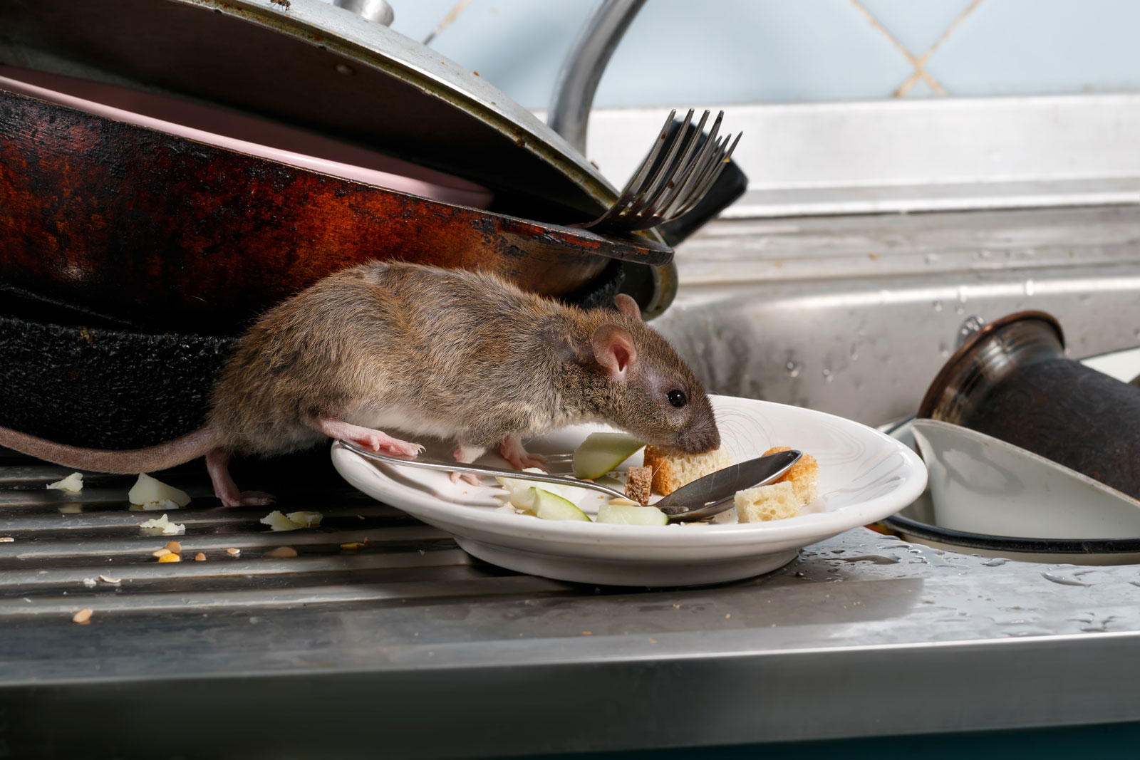 Rat in kitchen