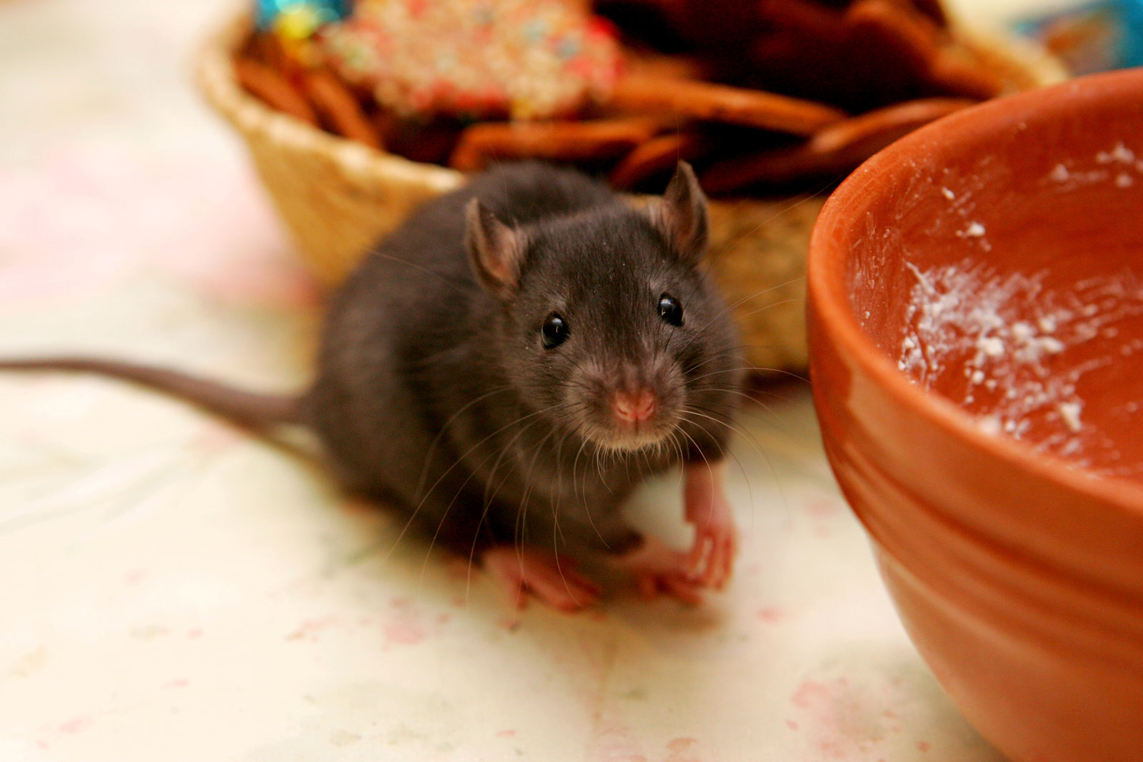 Rats Exterminator Detroit Pronto Pest Management