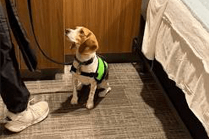 A dog in a harness and leash sits on the floor of a hotel room, surrounded by luggage and furniture.