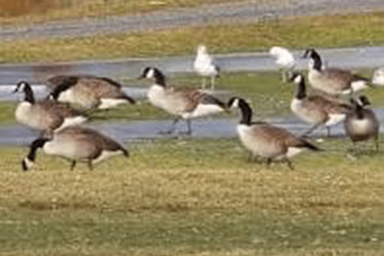 A flock of geese standing together on green grass, with some looking around and others resting