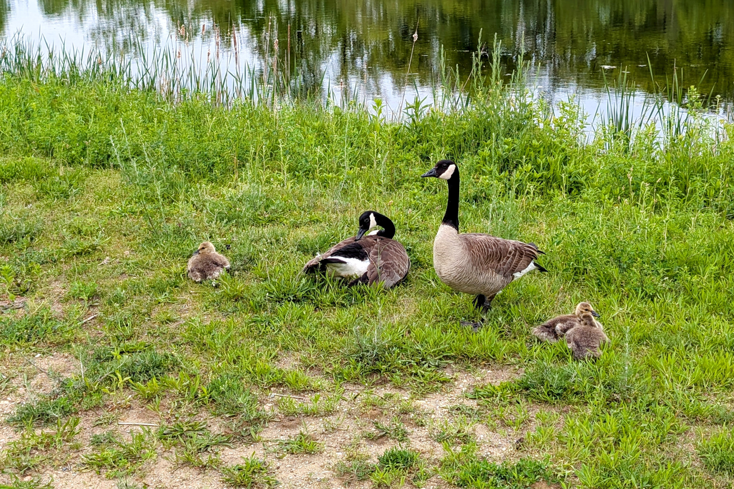 A group of Geese close in the lake