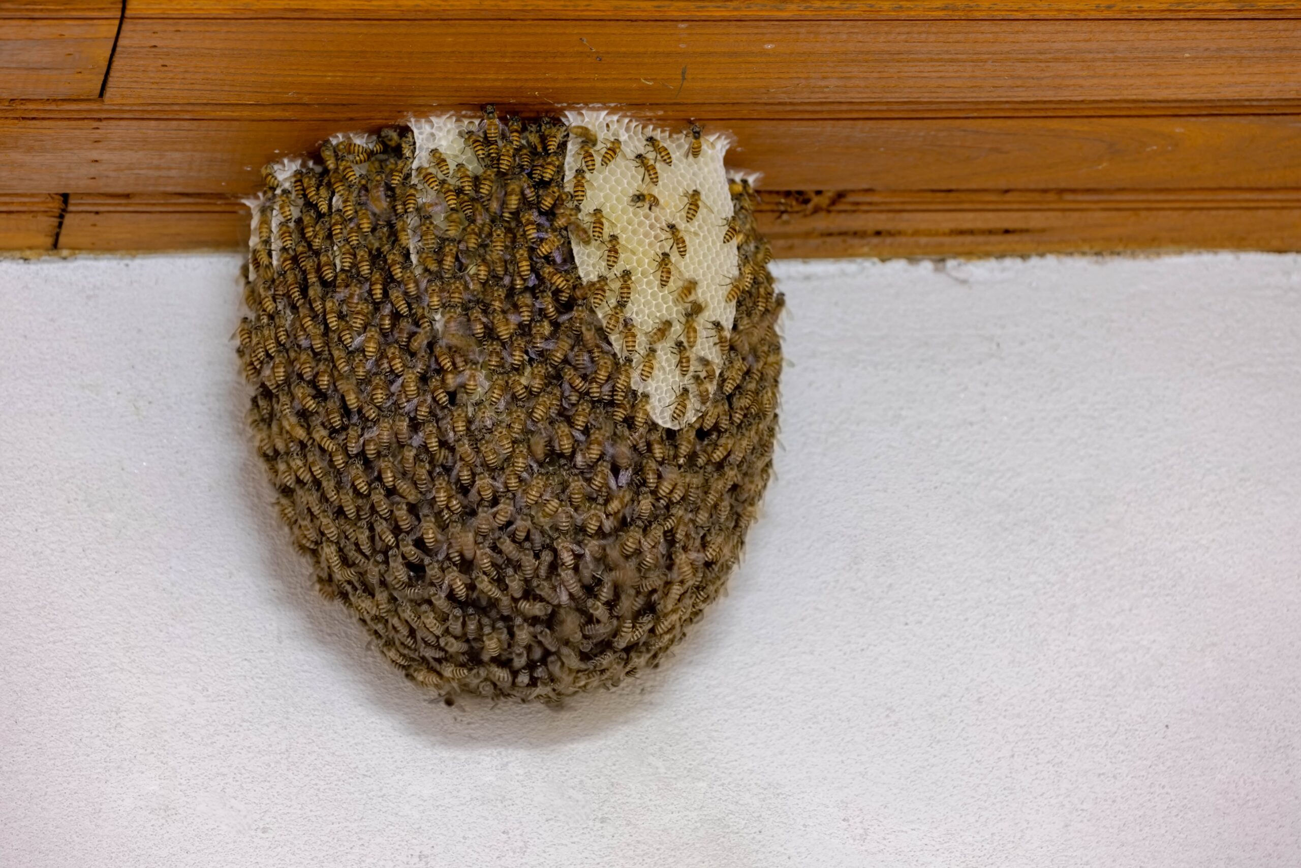 Honeycomb Bees Its Natural Habitat.