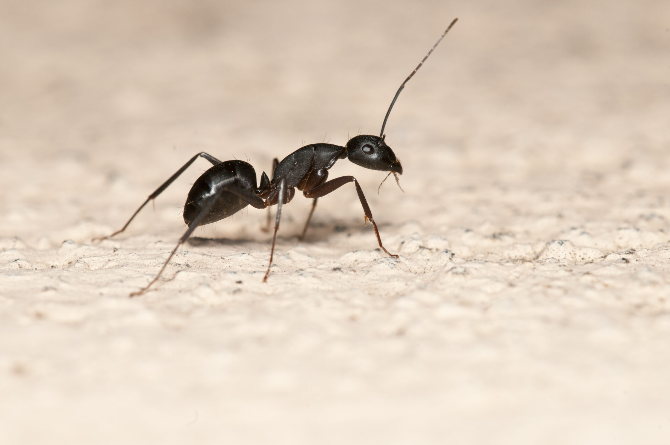 An ant isolated on white background.