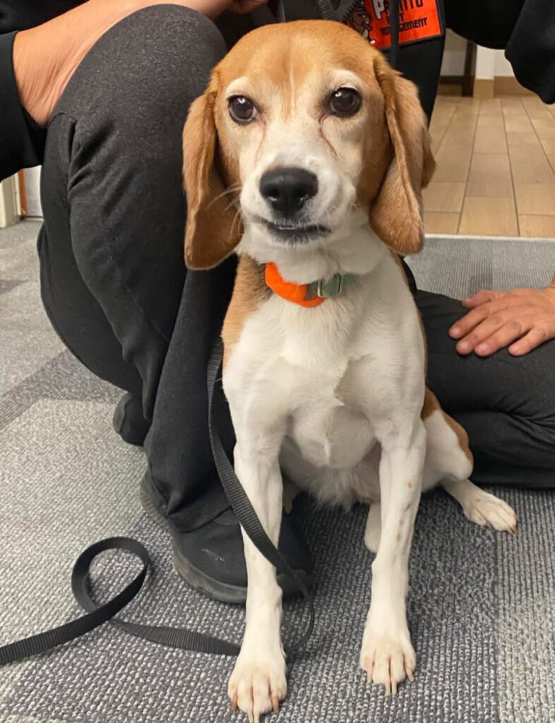 A beagle dog sits on the floor beside its owner, both looking content and relaxed in a cozy indoor setting.