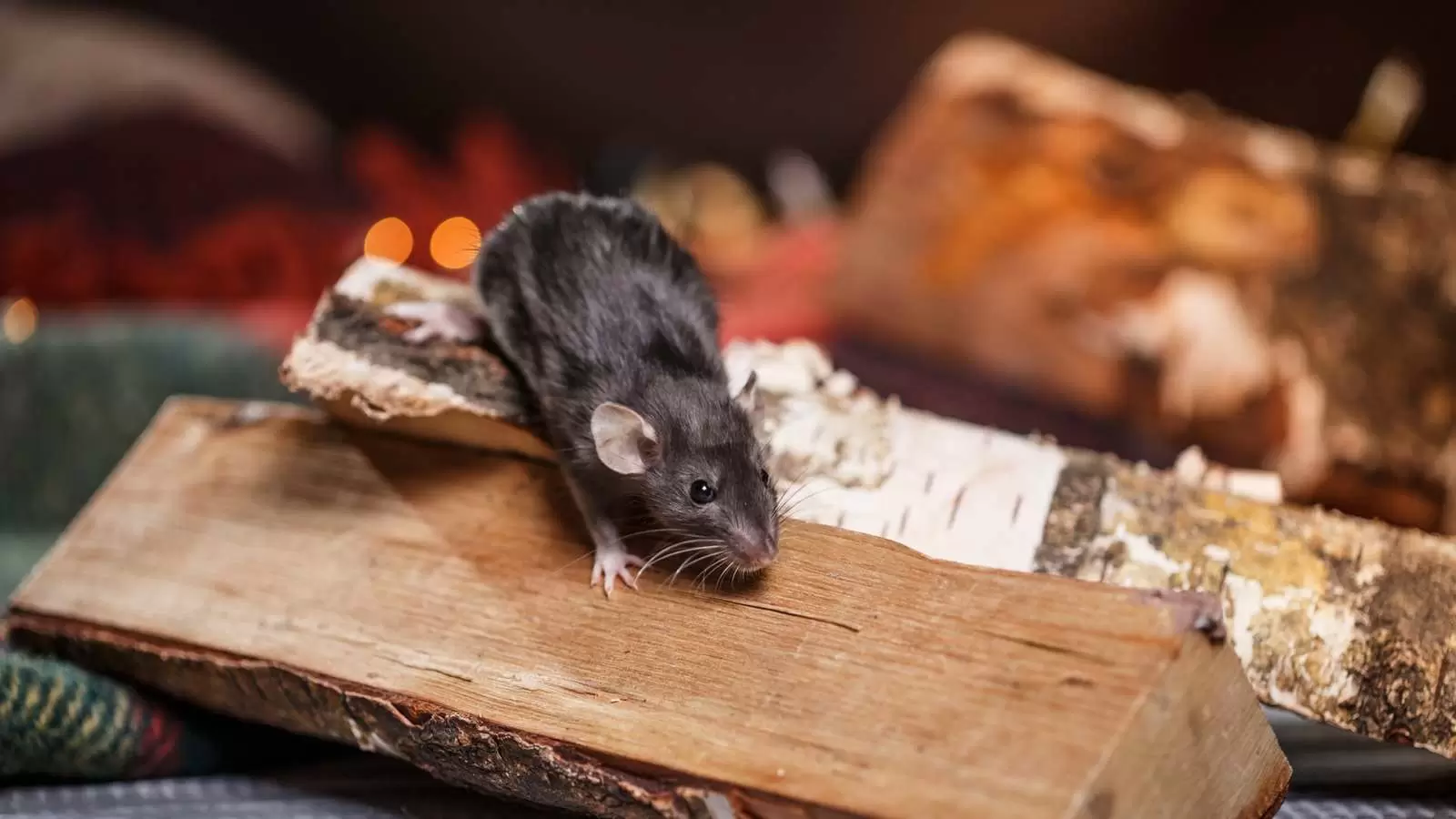 A small black mouse cautiously explores a rough wooden plank indoors.
