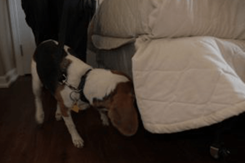A dog smelling and helps finding for bed bugs under the bed